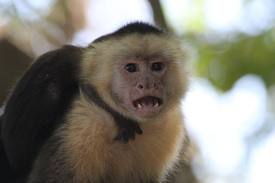 Monkey in Costa Rica