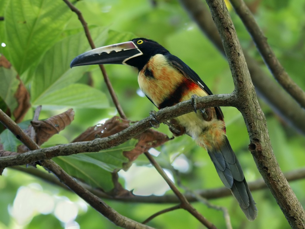 Montezuma Birds